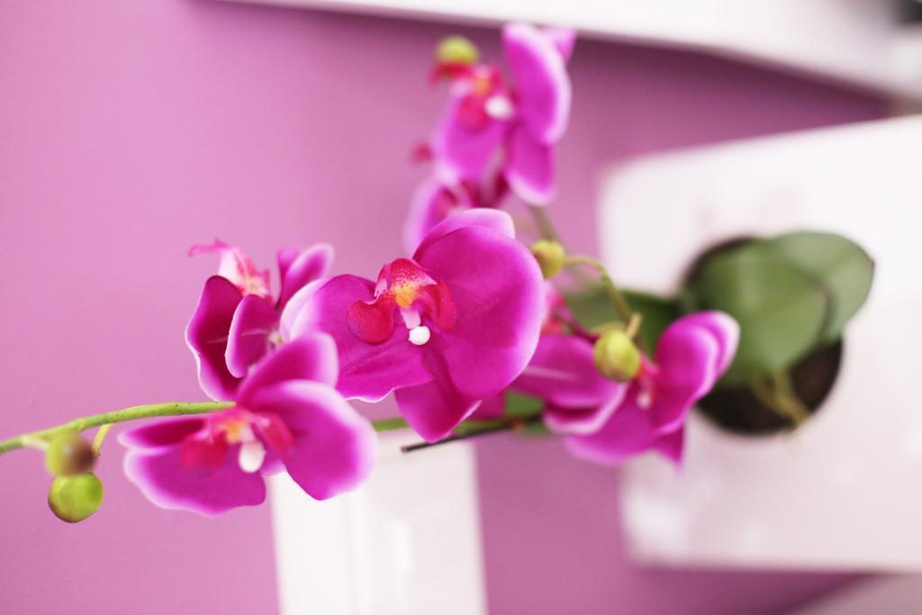 Iris Room Rome Room photo